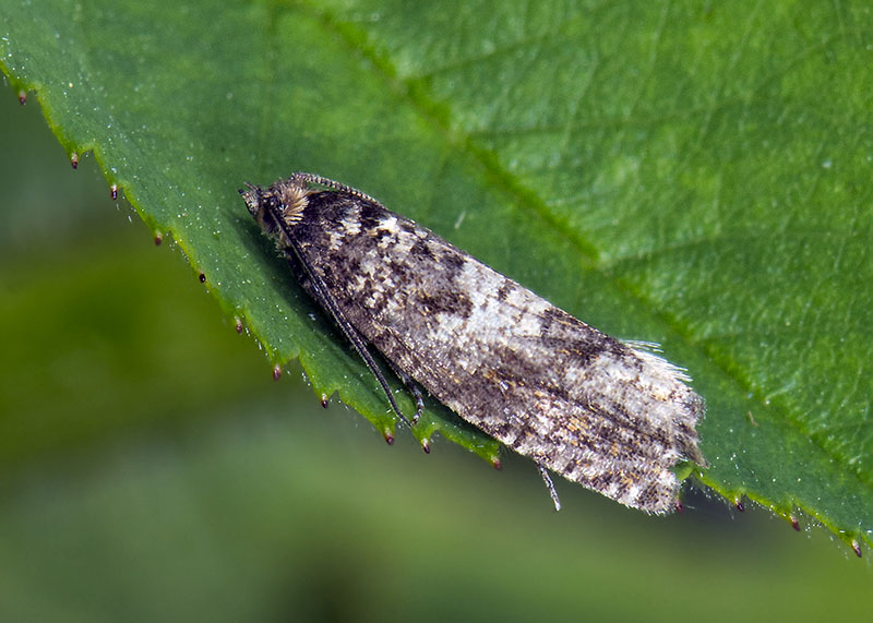 Tortricidae da id - Zeiraphera griseana (Cfr.)